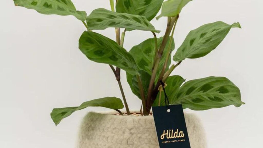 Is Hilda Plant Legit