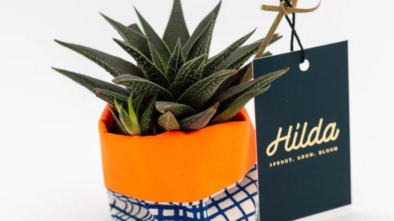 Is Hilda Plant Legit